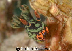 nikon d70s 60mm macro by Puddu Massimo 